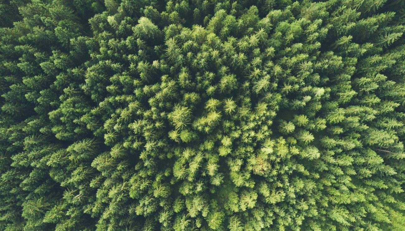 Dense green tree canopy